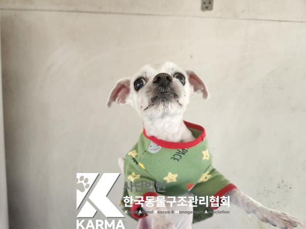 한국동물구조관리협회_411315202500154